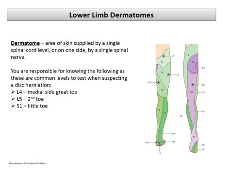 Dermatomes And Myotomes Of Lower Limb