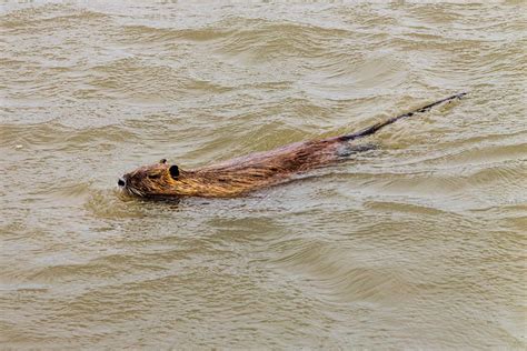 Hunting Nutria with the Rat Pack in Louisiana | Outdoor Life