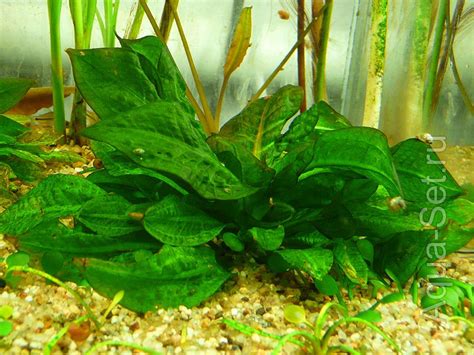 Эхинодорус мелкоцветный Тропика – Echinodorus parviflorus “Tropica”