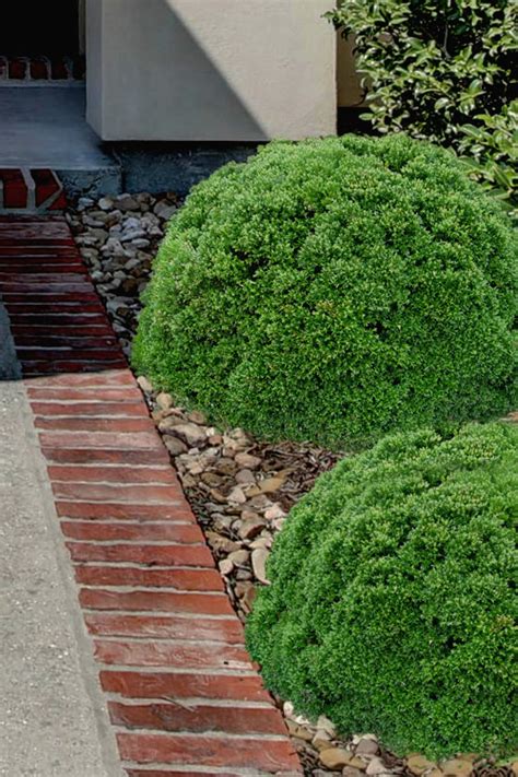 Buy Justin Brouwers Dwarf Boxwood Free Shipping Wilson Bros Gardens