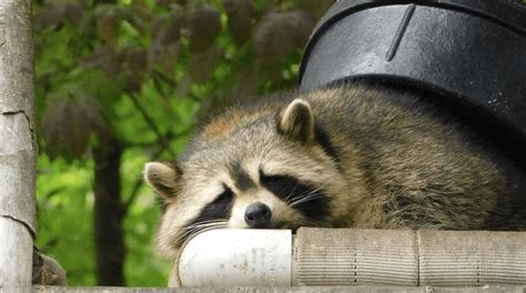 How Long Can Raccoons Live Without Food Find Out Here All Animals Guide