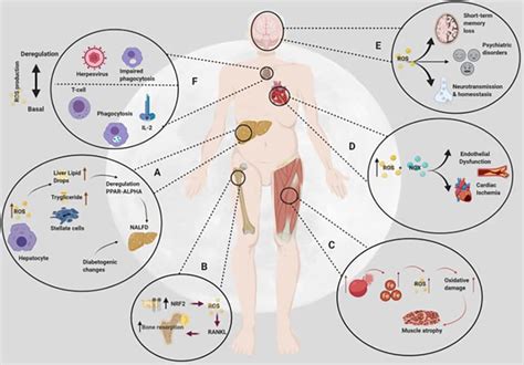 Mitochondria Targeted Antioxidant Mitoq For Space Travel