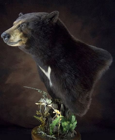 8 Best Black Bear Mount Ideas ⋆ Bright Stuffs