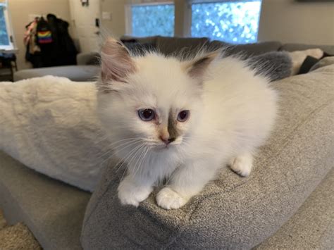 3 Adorable Available Ragdoll Kittens Ragdolls Pdx