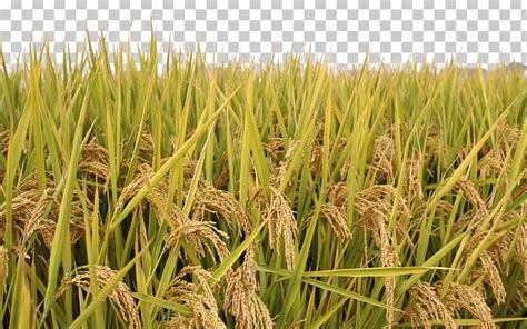 Rice Paddy Field PNG, Clipart, Agriculture, Brown Rice, Bumper, Cereal ...