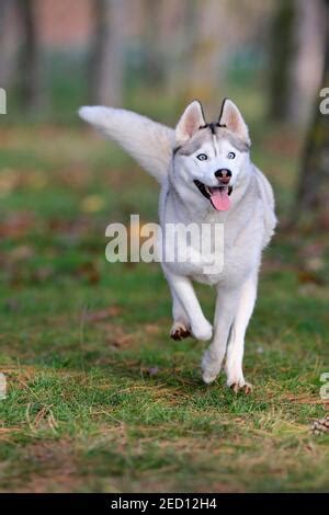 Siberian Husky Canis Lupus F Familiaris Sitting On A Wooden