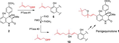 Tandem Prenyltransferases Catalyze Isoprenoid Elongation And Complexity