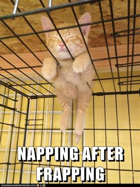 Napping After Frapping Lolcats Lol Cat Memes Funny Cats Funny