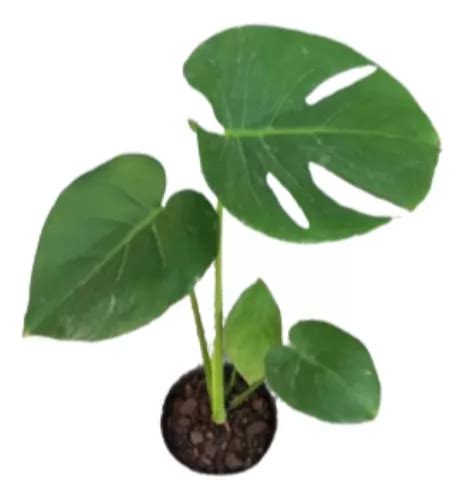 Planta Costilla De Adan Monstera Deliciosa MercadoLibre