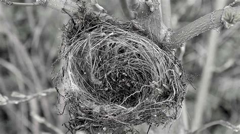 Empty Nest Syndrome Symptoms Causes And Treatment