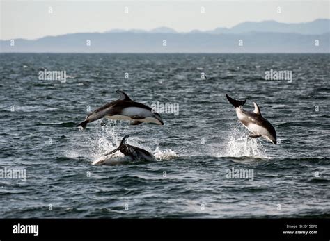 Pacific White Sided Dolphins Lagenorhynchus Obliquidens Jump Near