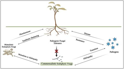 Frontiers Endophytic Fungi Hidden Treasure Chest Of Antimicrobial