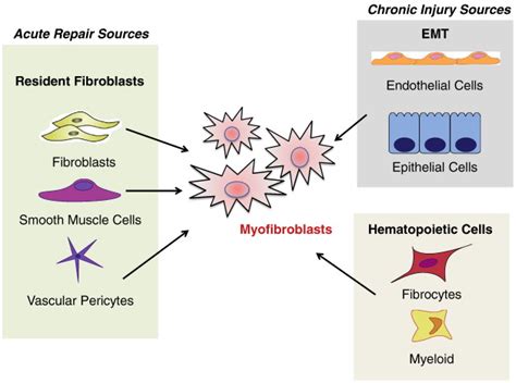 Myofibroblasts Trust Your Heart And Let Fate Decide Journal Of