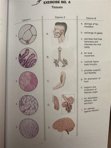 Solved POST DISCUSSION QUESTIONS I Identify The Tissue Chegg