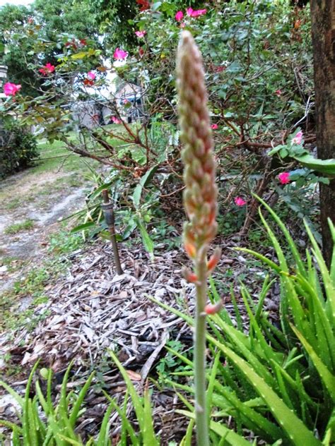 Robert S Tropical Paradise Garden The Wonders Of Aloe Vera