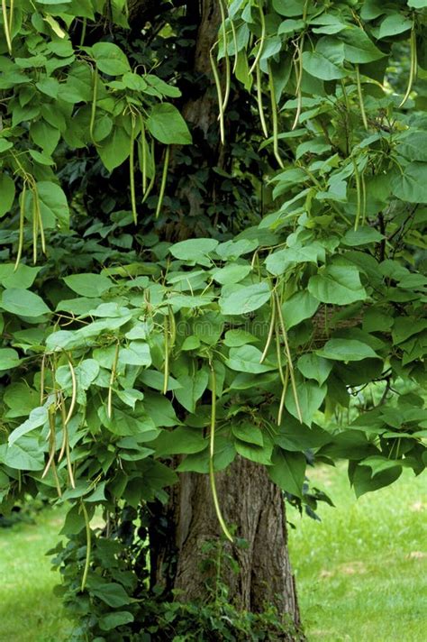 Northern Catalpa Bean Pods 806409 Stock Image - Image of catalpa, tree: 170630351