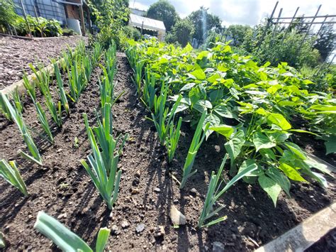 Montceau Le Bonheur De Jardiner Est Au Vert Noix Un Plaisir Partag