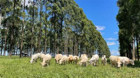 Embrapa realiza Dia de Campo sobre aplicação da pecuária de precisão em