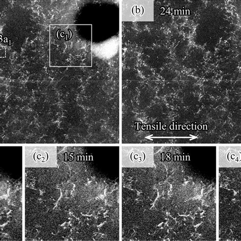 PDF In Situ Electron Channeling Contrast Imaging Under Tensile