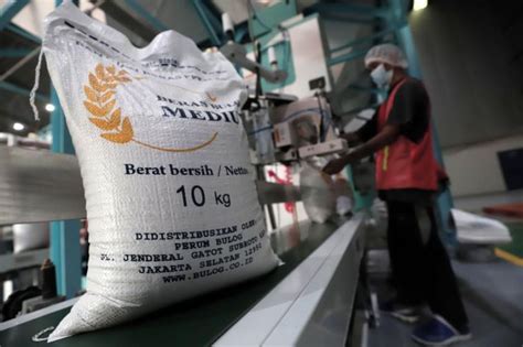 El Nino Gerus Produksi Beras Jokowi Enggak Masalah Cadangan Bulog