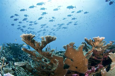 Coral Reef Monitoring In The Pacific Noaa Fisheries