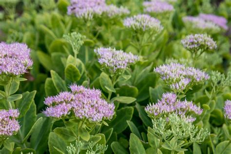 How To Grow And Care For Sedum Stonecrop