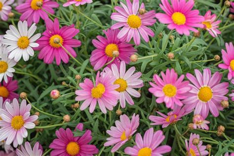 Argyranthemum Frutescens Paris Daisy Marguerite Daisy Perennial