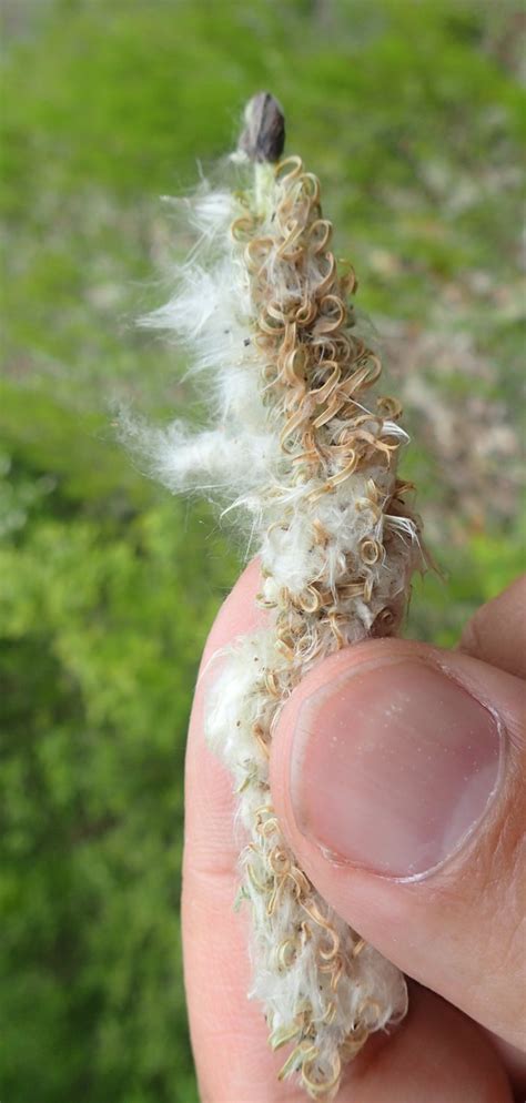 Not Actually Snow Pussy Willows The Backyard Arthropod Project