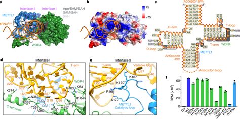 Structural Recognition Of Trna Shape By Mettl1wdr4 A Surface