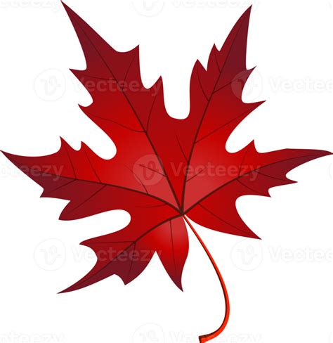 Autumn Maple Leaves 36331459 Png