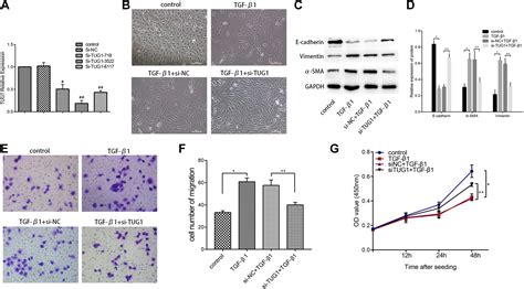 Silencing Of The Lncrna Tug Attenuates The Epithelial Mesenchymal