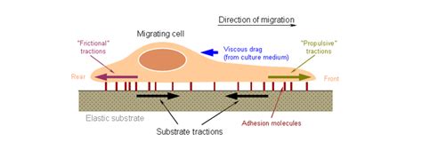 Cell Migration Research - Creative Proteomics Blog