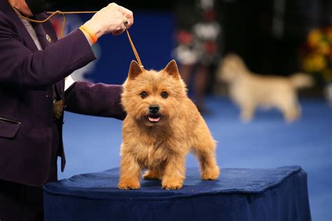 Gaze Upon These Good Dogs At The 2020 National Dog Show Culture