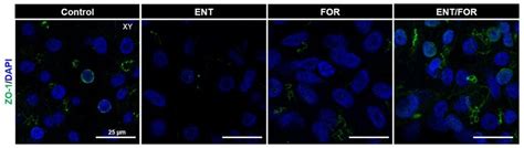 Figure S Confocal Immunofluorescence Images Of Cell Nuclei Dapi