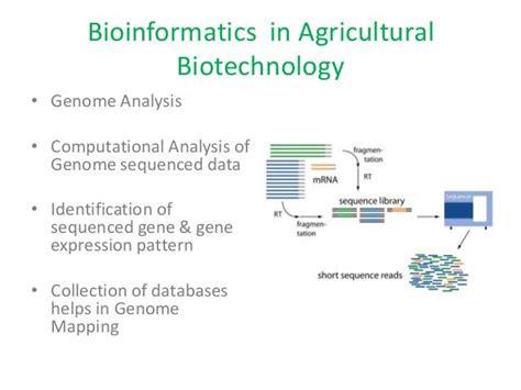 Biotechnology In Agriculture And Bioinformatics In Agriculture