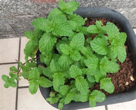 Como Plantar Hortel Em Vaso Cuidados Como Rega Aduba O Solo No