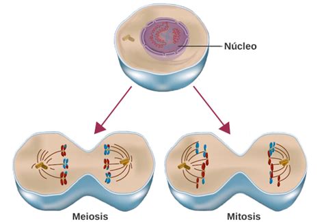 Reproducción Celular