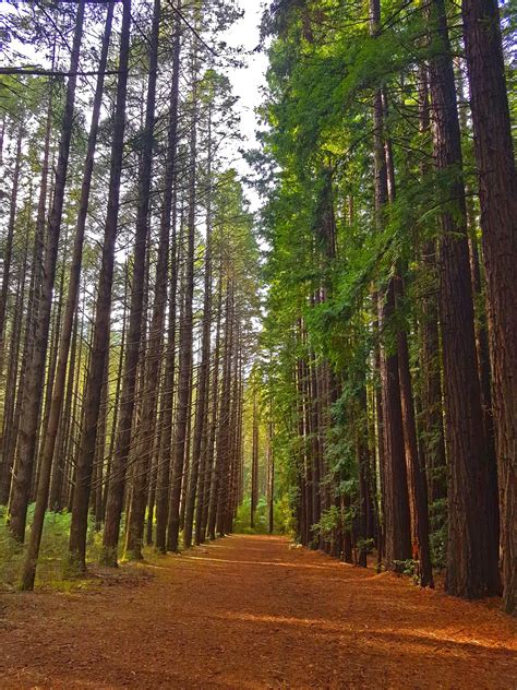 Warburton Redwood Forest Victoria Australia Oc 3024x4032