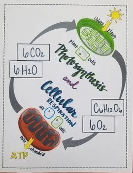 Photosynthesis And Cellular Respiration Bundle By Science With Dani