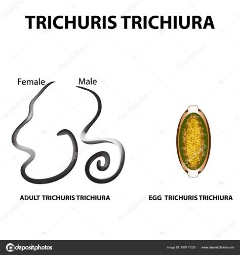 Ciclo De Vida De Trichuris Trichiura