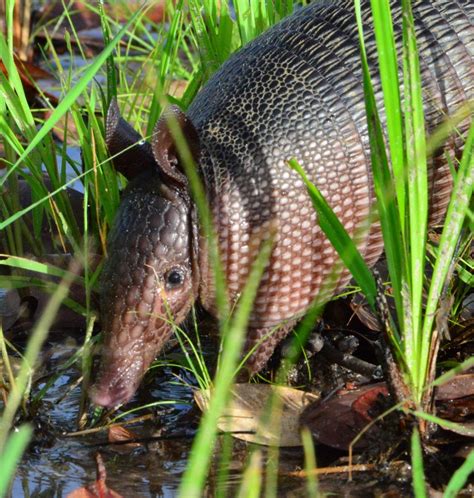 Protecting Endangered and Unknown Armadillos in the Llanos of Colombia | Fondation Segré