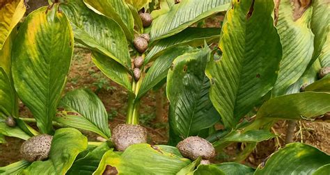 7 Jenis Tanaman Porang Yang Wajib Diketahui