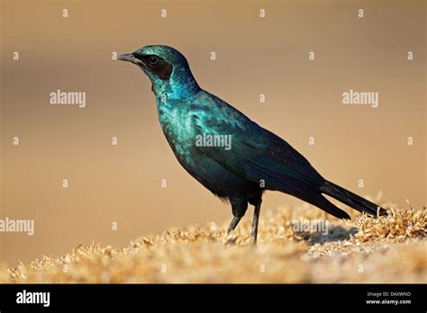 Burchells Starling Lamprotornis Australis Sabi Sand Nature Reserve