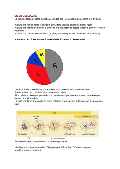 Ciclo Cellulare Talesa Ciclo Cellulare Le Cellule Possono Essere