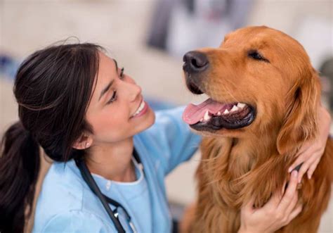 Requisitos Para Estudiar Veterinaria En Argentina