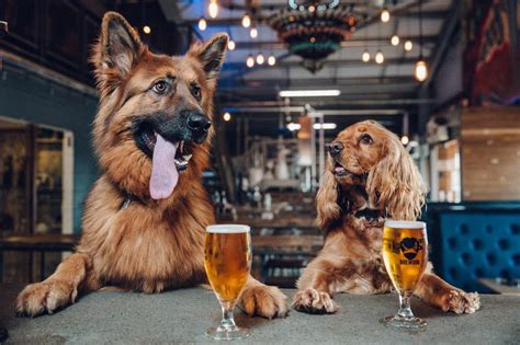 Top 5 Dog Friendly Bars In Birmingham The Dog People By