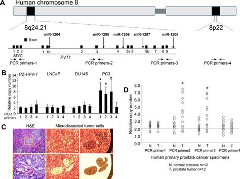 DNA Copy Numbers For Chromosome 8q24 21 In Human Prostate Cancer Cells