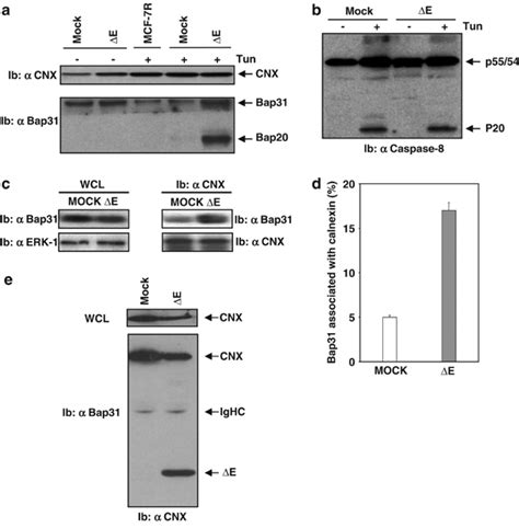 Caspase 8 Activation Upon Tunicamycin Treatment In Mcf 7 Cells A