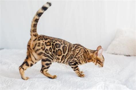 8 Domestic Cat Breeds That Look Like Tigers With Pictures