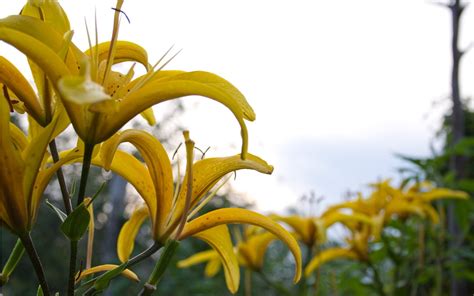 Yellow Flowers Flowers Nature Depth Of Field Lilies